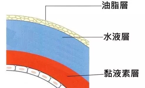 淚液的組成有哪些？