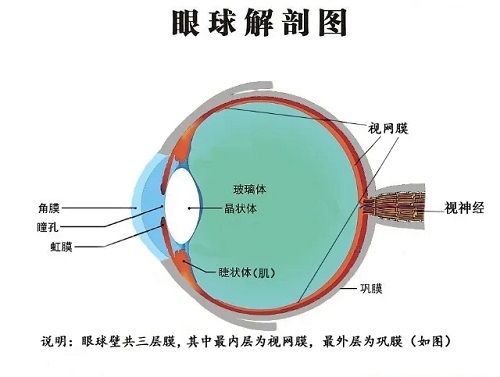 孩子的高度近視是如何形成的？